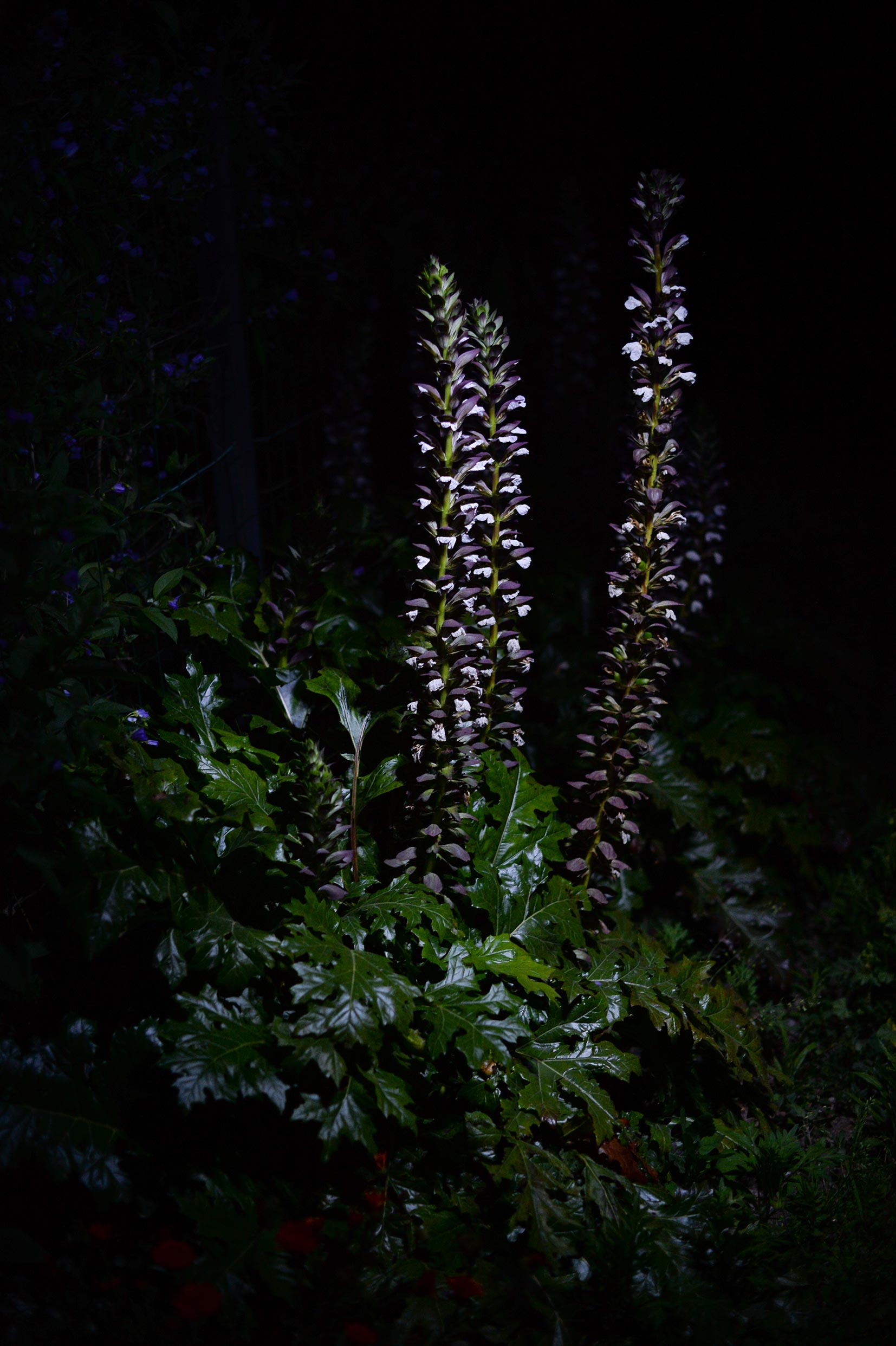 Le jardin fleur nuit/photos/13.jpg